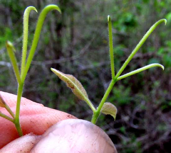 Cat's-claw Creeper, DOLICHANDRA UNGUIS-CATI, young tendrils