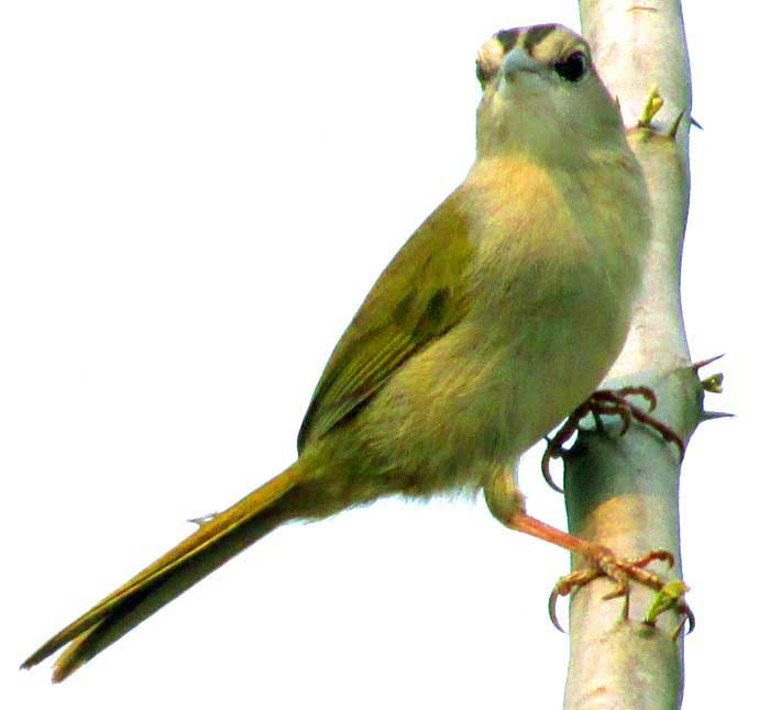 Olive Sparrow, ARREMONOPS RUFIVIRGATUS, head stripes viewed from front