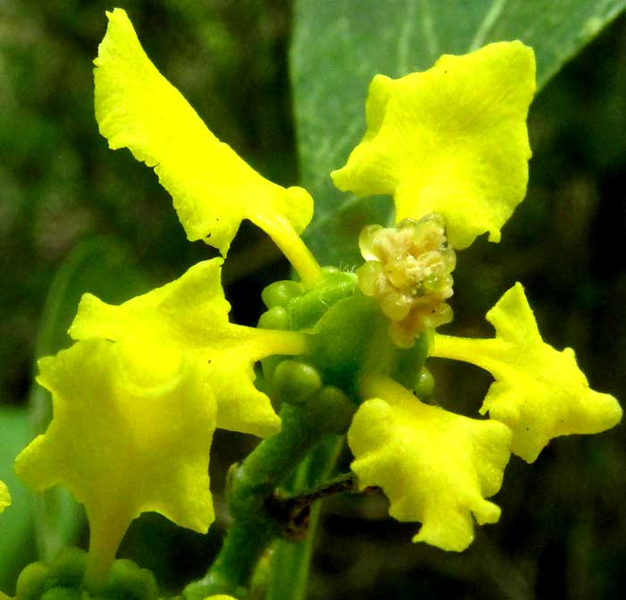 BUNCHOSIA GLANDULOSA, flower