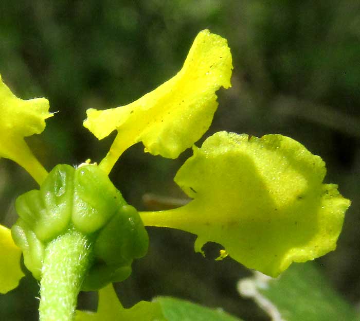 BUNCHOSIA GLANDULOSA, glands seen from below flower
