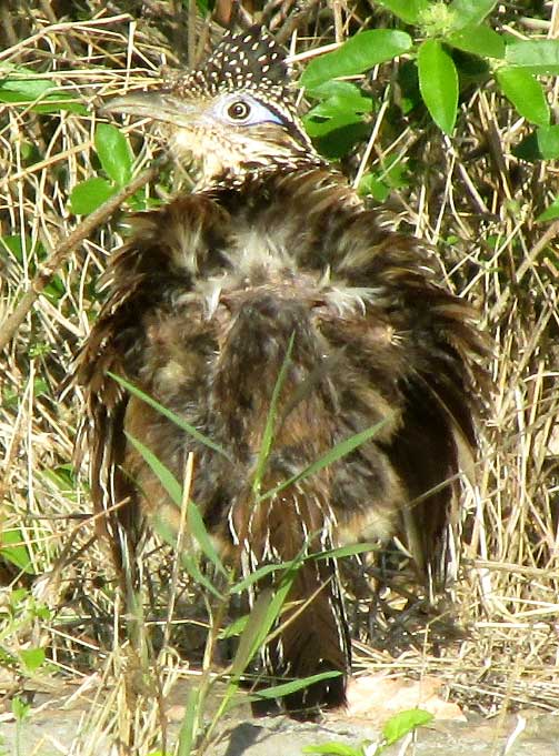 Lesser Roadrunner, GEOCOCCYX VELOX, basking in early morning sunlight