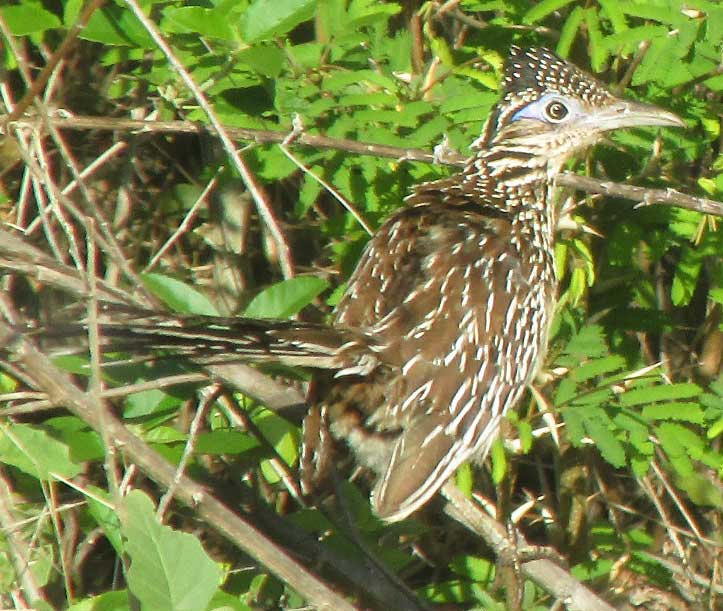 Lesser Roadrunner, GEOCOCCYX VELOX