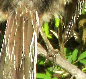 Lesser Roadrunner, GEOCOCCYX VELOX, zygodactyle foot