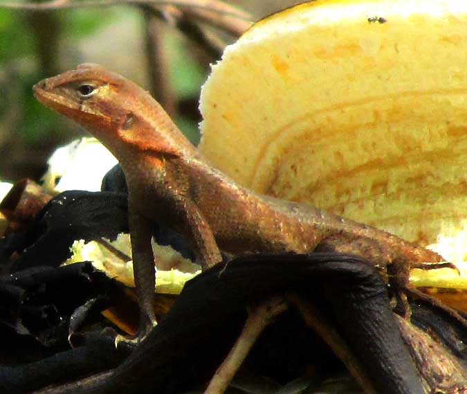 Yucatán Spiny Lizard, SCELOPORUS CHRYSOSTICTUS, female