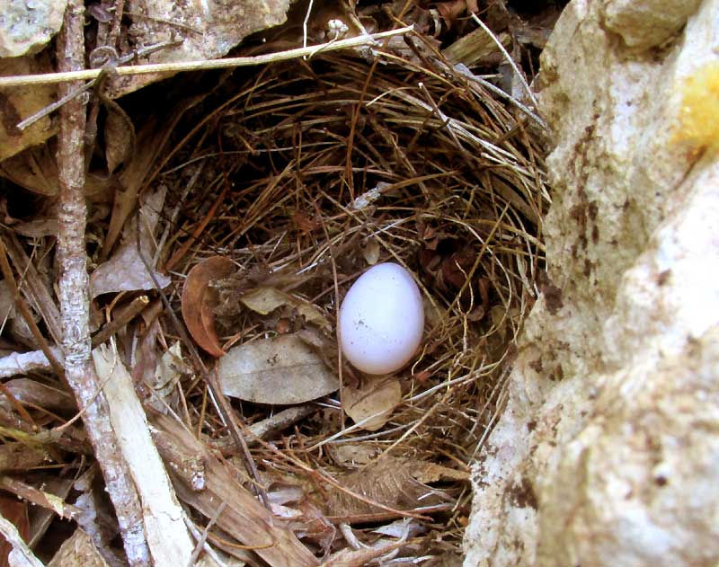 Yucatan Bobwhite, COLINUS NIGROGULARIS, nest