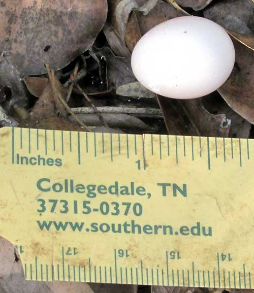 Yucatan Bobwhite, COLINUS NIGROGULARIS, egg with ruler