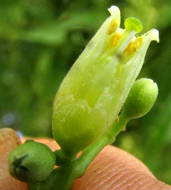 Cedro, Spanish-Cedar, CEDRELA ODORATA, flower longitudinal section
