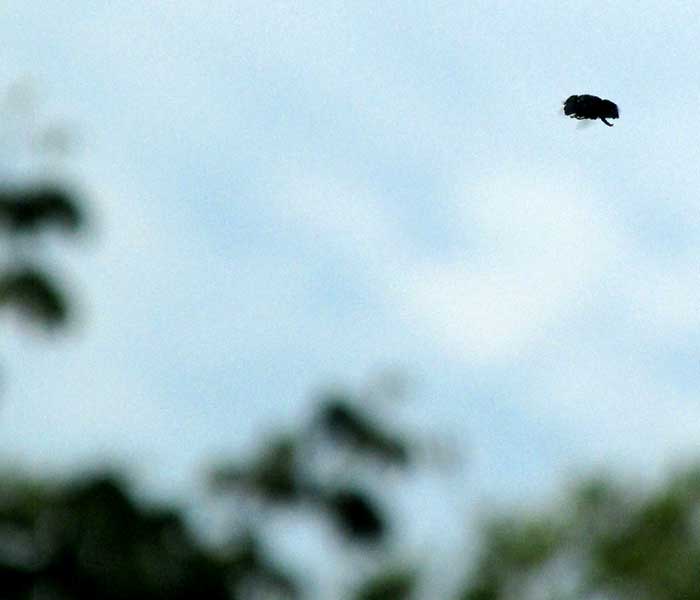 Green Hover Fly, ORNIDIA OBESA, hovering