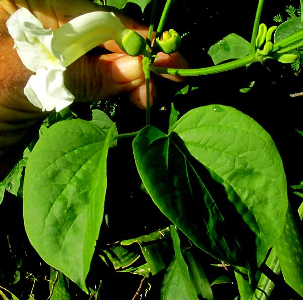 Monkey-comb, PITHECOCTENIUM CRUCIGERUM, flower & leaf