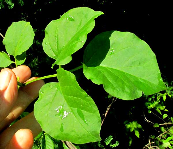 Monkey-comb, PITHECOCTENIUM CRUCIGERUM, leaf with three leaflets