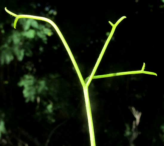 Monkey-comb, PITHECOCTENIUM CRUCIGERUM, branched tendril