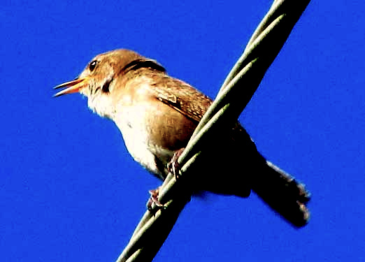 Southern House Wren, TROGLODYTES AEDON, view from below