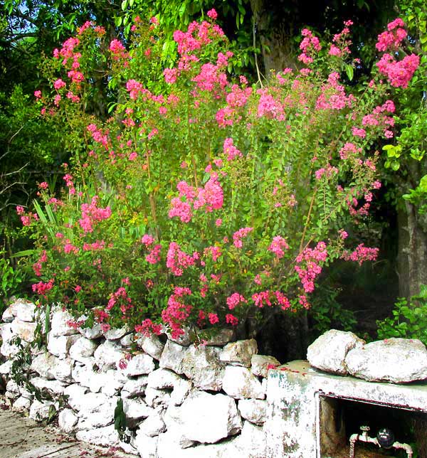 Crape-Myrtle, LAGERSTROEMIA INDICA, pink flowered form