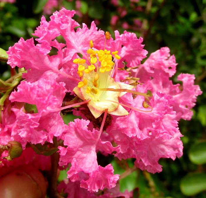 Crape-Myrtle, LAGERSTROEMIA INDICA, pink flower