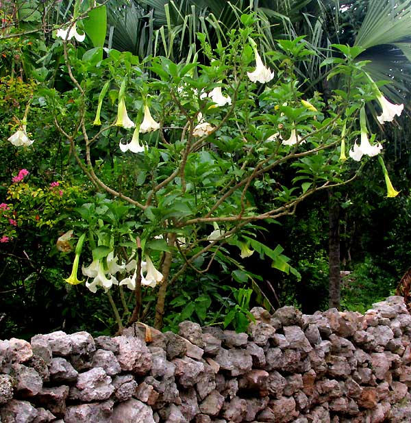 BRUGMANSIA ARBOREA, Angel's Trumpet