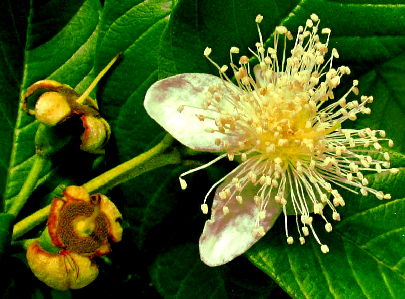 guava flower, PSIDIUM GUAJAVA