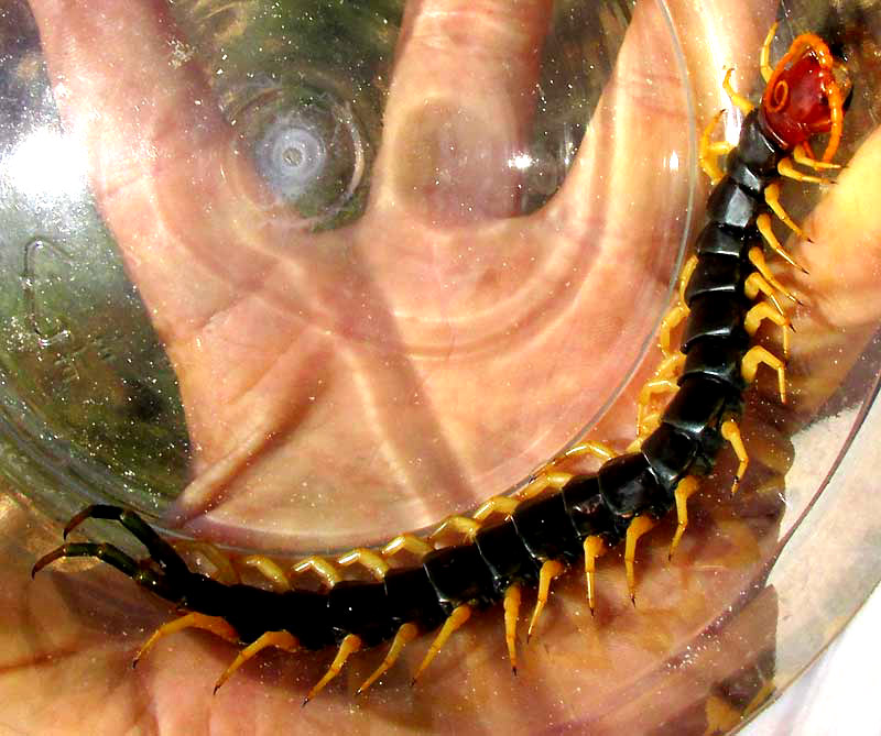 Giant Desert Centipede, SCOLOPENDRA HEROS