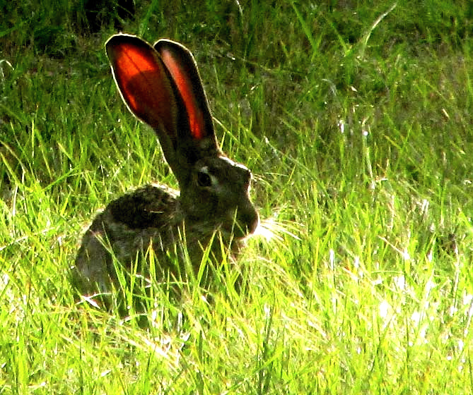 Black-tailed Jackrabbit, LEPUS CALIFORNICUS backlighted ears