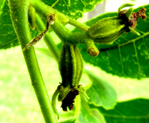 Pecan, CARYA ILLINOENSIS, female flowers