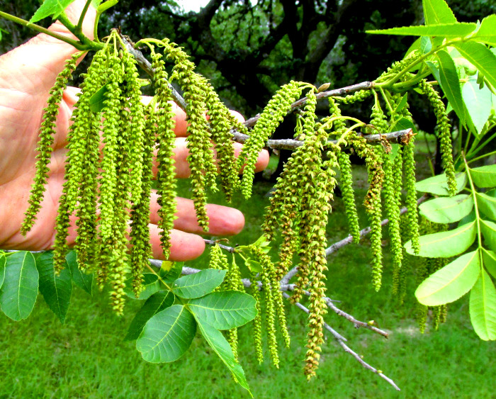 Pecan, CARYA ILLINOENSIS, male catkins