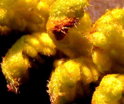 Pecan, CARYA ILLINOENSIS, catkins scale with anthers