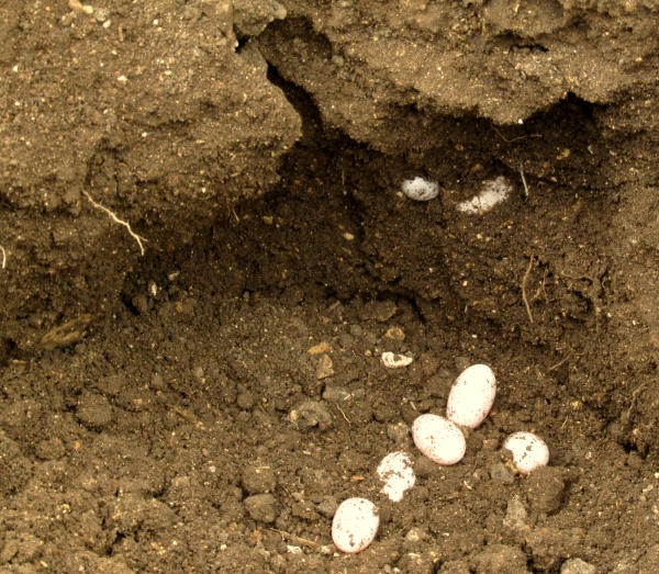 Texas Spotted Whiptail, ASPIDOSCELIS GULARIS, nest in which 8 eggs were exposed