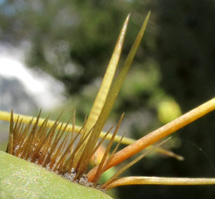 OPUNTIA ATRISPINA, glochids