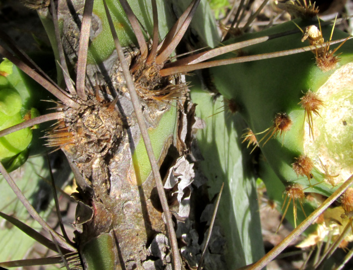 OPUNTIA ATRISPINA, glochids and young fruit