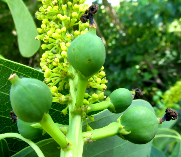 Chinese Tallow Tree, TRIADICA SEBIFERA, maturing ovaries