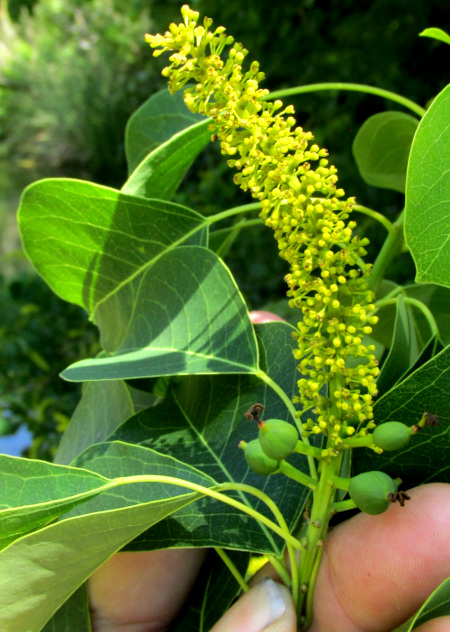 Chinese Tallow Tree, TRIADICA SEBIFERA, inflorescence