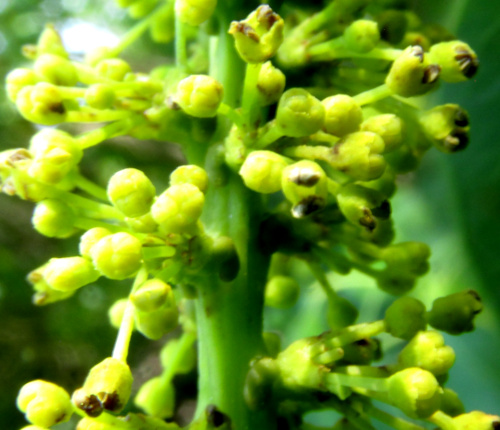 Chinese Tallow Tree, TRIADICA SEBIFERA, cymules of male flowers