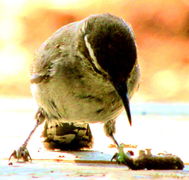 Bewick's Wren, Thryomanes bewickii, softening up a caterpillar to feed a nestling