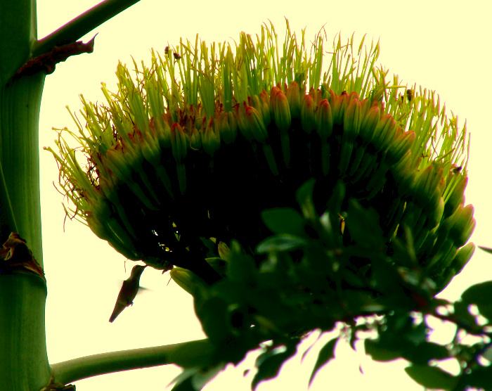 Pulque Agave, AGAVE ATROVIRENS