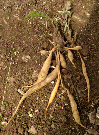 Desert Peony, ACOURTIA RUNCINATA, TUBERS ON DEVELOPING ROSETTE