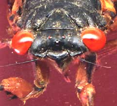 Periodical Cicada from the 2001 outbreak in southwestern Mississippi, head