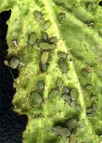 Turnip Aphids, LIPAPHIS ERYSIMI