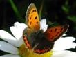 Lycaena phlaeas