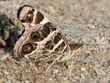 Vanessa virginiensis