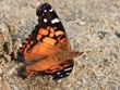 Vanessa virginiensis