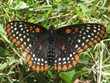 Euphydryas phaeton