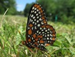 Euphydryas phaeton