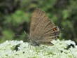 Satyrium calanus