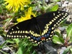 Papilio polyxenes