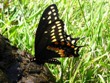 Papilio polyxenes