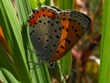 Lycaena hyllus