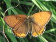 Lycaena hyllus