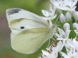 Pieris rapae