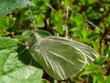 Pieris rapae