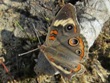 Junonia coenia