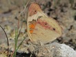 Junonia coenia